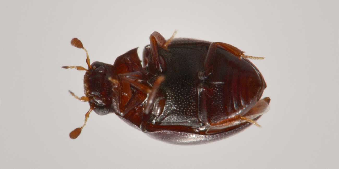 Hydrophilidae: Cercyon convexiusculus?
